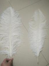 Good Quality Ostrich Feather wholesale, custom printed logo